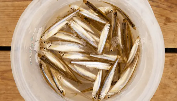 冰凍的檜原湖是釣西太公魚的聖地