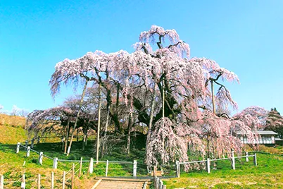 Miharu Takizakura