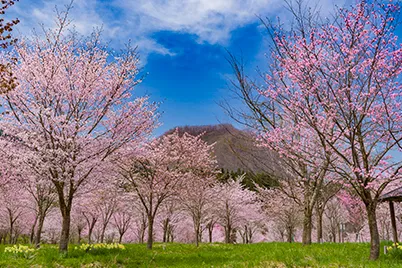櫻峠