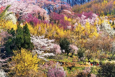 花見山