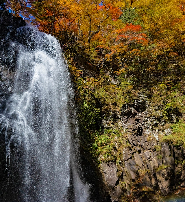 欣賞裏磐梯週邊的秋色：開車遊覽、沼澤地、神社、瀑布和燈光秀。