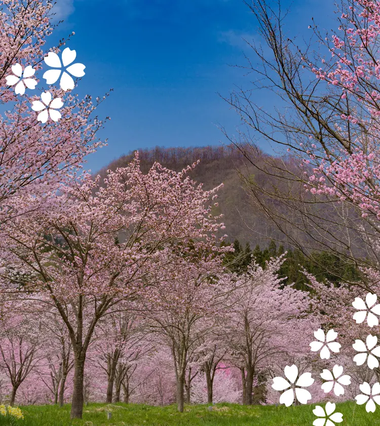 環遊櫻花名勝之旅