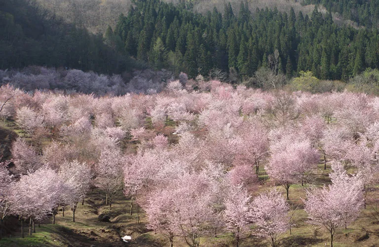 櫻峠