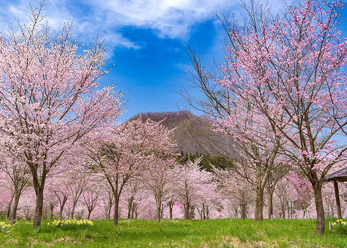 春櫻峠