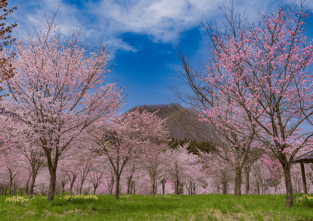 櫻峠